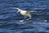 Wandering Albatross